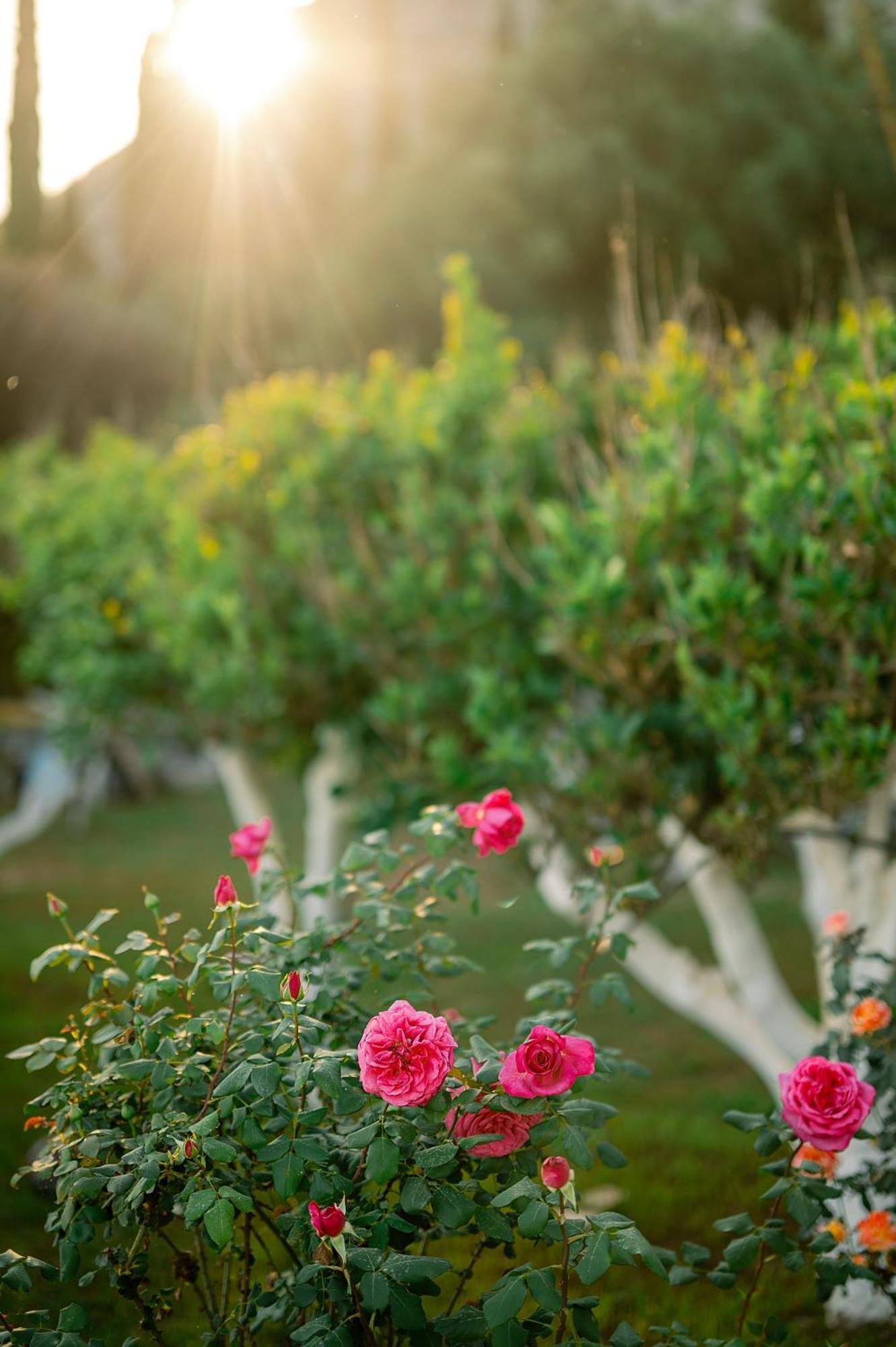 Nissaki Olive Press Villas Nisaki  Екстериор снимка